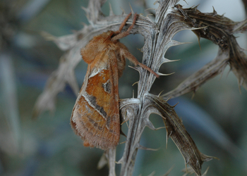 Ampfer - Wurzelbohrer (Triodia sylvina) - © Leo Kuzmits